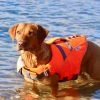 Active Canis Koirien Kelluntaliivi, M-L -Hurtta myymälä active canis life jacket m l 4
