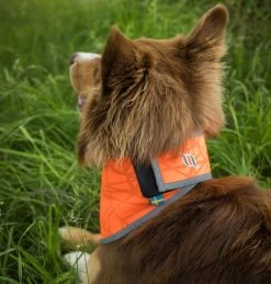 Back On Track Draco Koiran Huomiohuivi, Oranssi S-XL -Hurtta myymälä back on track draco reflexbandana orange s xl 2 1