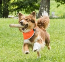 Back On Track Draco Koiran Huomiohuivi, Oranssi S-XL -Hurtta myymälä back on track draco reflexbandana orange s xl 2 3