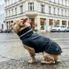 Cloud7 London French Bulldog Dog Raincoat Slate Sadetakki Ranskanbulldogille