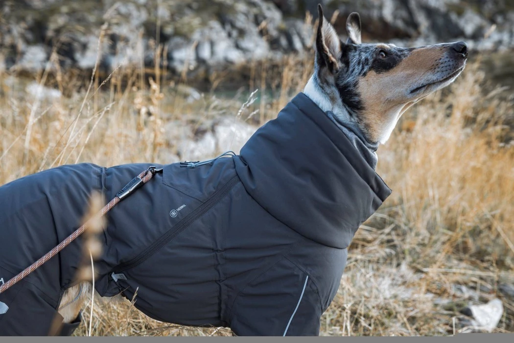 Hurtta Extreme Overall Blackberry 30-45M Cm 5 Hurtta Extreme Overall Blackberry 30-45M Cm - Image 3