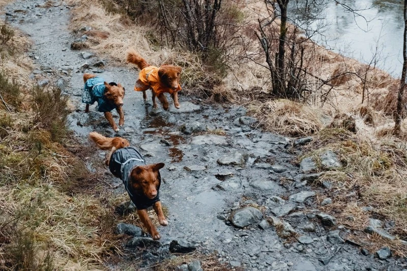 Hurtta Monsoon Coat Blackberry 70 Cm 9 Hurtta Monsoon Coat Blackberry 70 Cm - Image 7