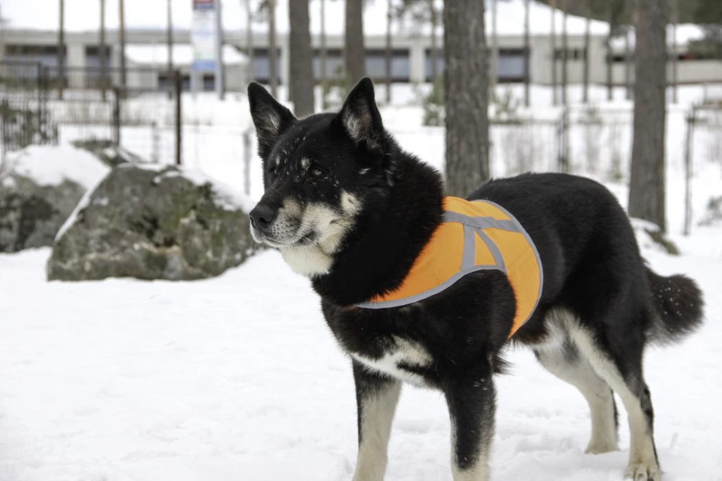 Kivalo Kaamos Dog Reflective Vest Heijastinliivi Koirille, M-L, Oranssi 4 Kivalo Kaamos Dog Reflective Vest Heijastinliivi Koirille, M-L, Oranssi - Image 2
