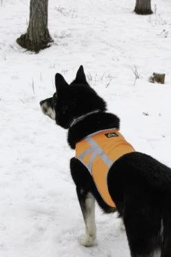 Kivalo Kaamos Dog Reflective Vest Heijastinliivi Koirille, M-L, Oranssi 7 Kivalo Kaamos Dog Reflective Vest Heijastinliivi Koirille, M-L, Oranssi -Hurtta myymälä kivalo kaamos dog reflective vest orange m l 1 2