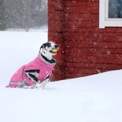 Kivalo Luosto Dog Winter Jacket Koiran Talvitakki, 45 Cm, Pinkki -Hurtta myymälä kivalo luosto dog winter jacket pink 45 cm 1 5