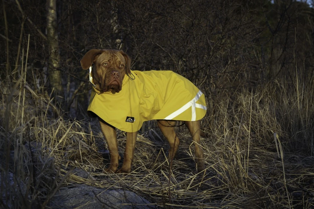 Kivalo Niva Dog Raincoat Koiran Sadetakki, 45 Cm, Keltainen 6 Kivalo Niva Dog Raincoat Koiran Sadetakki, 45 Cm, Keltainen - Image 4