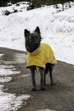 Kivalo Niva Dog Raincoat Koiran Sadetakki, 55 Cm, Keltainen -Hurtta myymälä kivalo niva dog raincoat buttercup 55 cm 1 4
