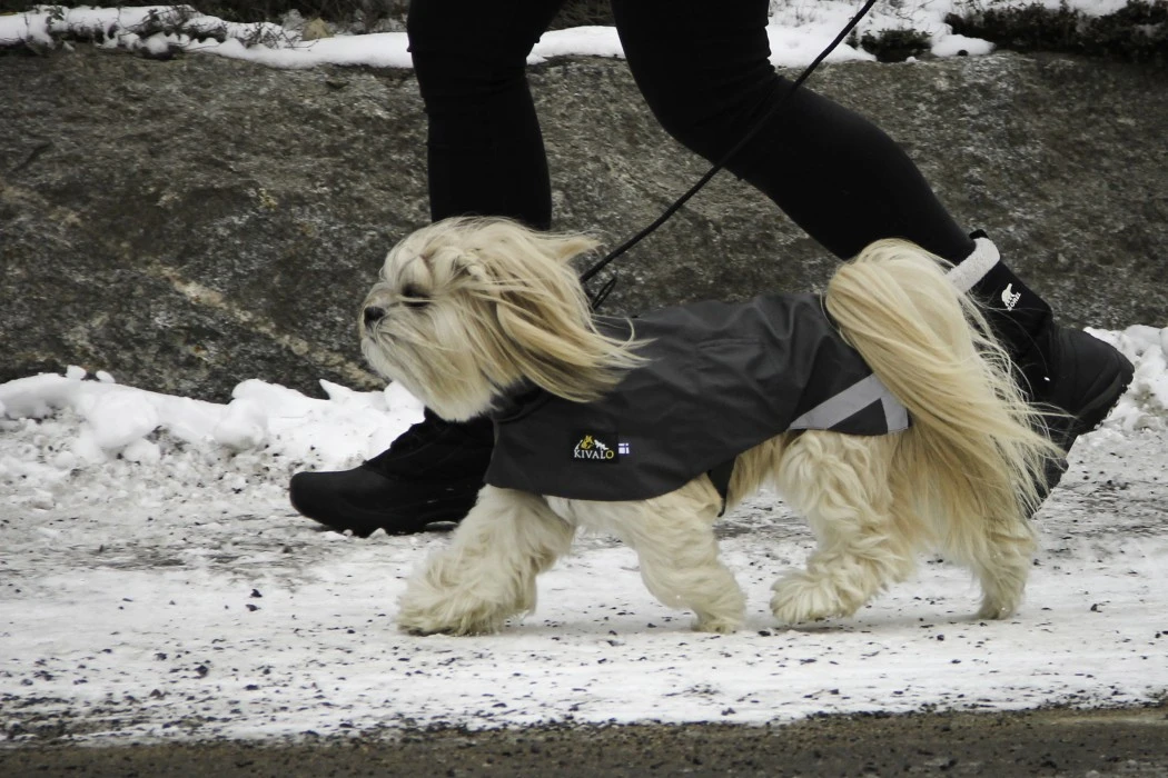 Kivalo Niva Dog Raincoat Koiran Sadetakki, 50cm, Harmaa 10 Kivalo Niva Dog Raincoat Koiran Sadetakki, 50cm, Harmaa - Image 8