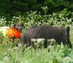 Mikael Tham Tuskproof Villisikaliivi Koiralle, M -Hurtta myymälä mikael tham tuskproof m 3