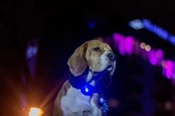 Orbiloc Dual -turvavalo, Sininen -Hurtta myymälä orbiloc hundlampa safety light bla 5