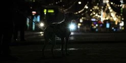 Orbiloc Dual -turvavalo, Valkoinen 9 Orbiloc Dual -turvavalo, Valkoinen -Hurtta myymälä orbiloc hundlampa safety light vit 2