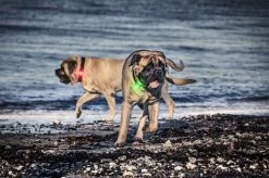 Orbiloc Dual -turvavalo, Valkoinen 10 Orbiloc Dual -turvavalo, Valkoinen -Hurtta myymälä orbiloc hundlampa safety light vit 3