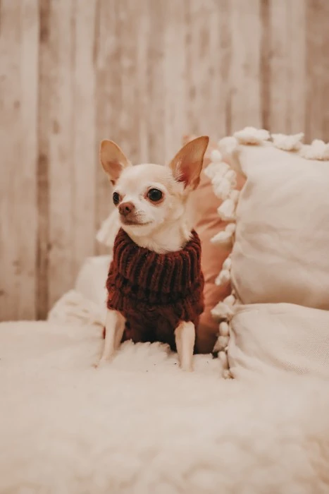 PAIKKA Handmade Knit Koiran Neulepusero, 35-40 Cm, Tummanpunainen 7 PAIKKA Handmade Knit Koiran Neulepusero, 35-40 Cm, Tummanpunainen - Image 5