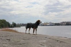 PAIKKA Visibility Raincoat Koiran Sadetakki, 30 Cm, Harmaa -Hurtta myymälä paikka visibility raincoat dark 30 cm 1 4