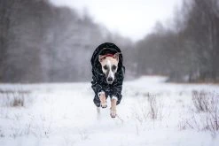 PAIKKA Winter Suit Koiran Talvihaalari, 30 Cm, Musta -Hurtta myymälä paikka winter suit black 30 cm 3