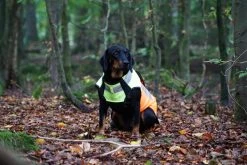 Pinewood BoarProtec -koiran Turvaliivi, M -Hurtta myymälä pinewood boarprotec dog cut protect vest m 2