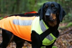 Pinewood BoarProtec -koiran Turvaliivi, M