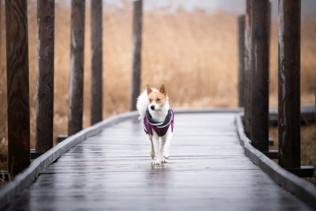 Pomppa KevytPomppa Koiran Välikausitakki, 25 - 28 Cm, Punavioletti 4 Pomppa KevytPomppa Koiran Välikausitakki, 25 - 28 Cm, Punavioletti - Image 2