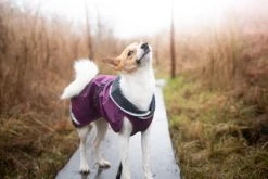 Pomppa KevytPomppa Koiran Välikausitakki, 37 - 40 Cm, Punavioletti -Hurtta myymälä pomppa kevytpomppa plum 37 40 cm 2