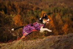 Pomppa PerusPomppa Koirien Talvitakki, 44 - 48 Cm, Cosmos 9 Pomppa PerusPomppa Koirien Talvitakki, 44 - 48 Cm, Cosmos -Hurtta myymälä pomppa peruspomppa cosmos 44 48 cm 3